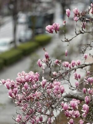 横浜市戸塚区ポピュラーピアノ教室|ブログ:2026年新年度が始まりました